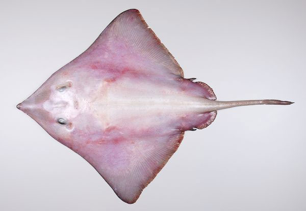 Picture 3 of A close-up of the 'extremely toxic' fishes off New Zealand