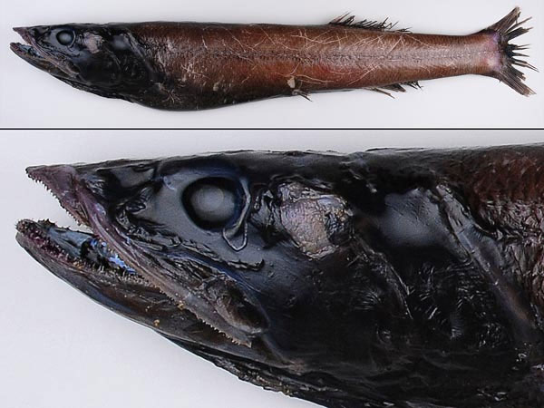 Picture 4 of A close-up of the 'extremely toxic' fishes off New Zealand