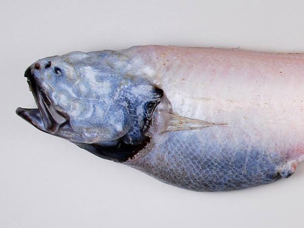 Picture 5 of A close-up of the 'extremely toxic' fishes off New Zealand