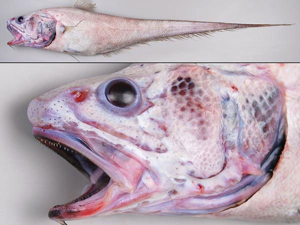 Picture 6 of A close-up of the 'extremely toxic' fishes off New Zealand