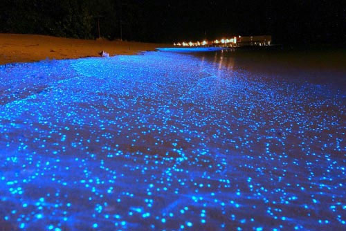 A close-up of the fantasy of self-glowing creatures images 1