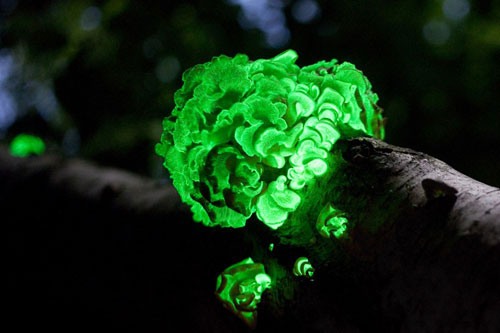 A close-up of the fantasy of self-glowing creatures images 10