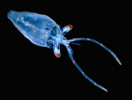 A close-up of the fantasy of self-glowing creatures images 11
