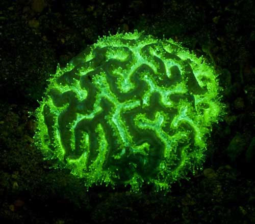 A close-up of the fantasy of self-glowing creatures images 12