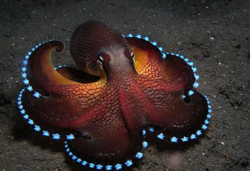A close-up of the fantasy of self-glowing creatures images 13