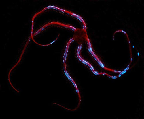 A close-up of the fantasy of self-glowing creatures images 14