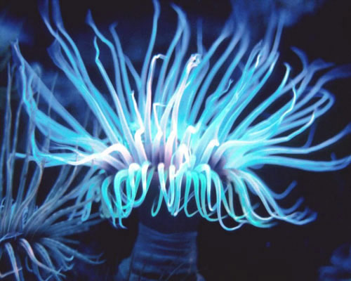 A close-up of the fantasy of self-glowing creatures images 15