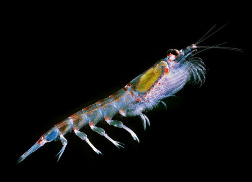 A close-up of the fantasy of self-glowing creatures images 18