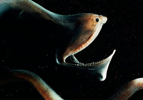 A close-up of the fantasy of self-glowing creatures images 19