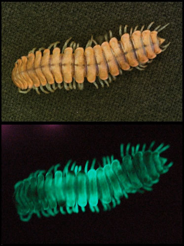 A close-up of the fantasy of self-glowing creatures images 2