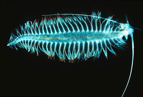 A close-up of the fantasy of self-glowing creatures images 20