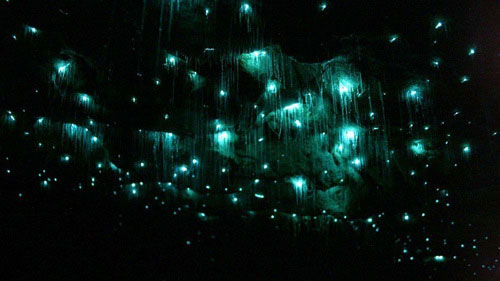 A close-up of the fantasy of self-glowing creatures images 3