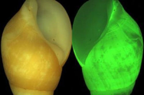 A close-up of the fantasy of self-glowing creatures images 4