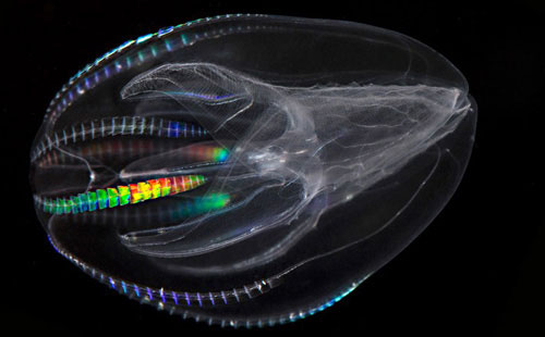 A close-up of the fantasy of self-glowing creatures images 5