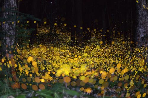 A close-up of the fantasy of self-glowing creatures images 6