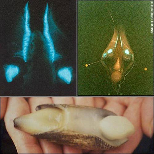 A close-up of the fantasy of self-glowing creatures images 7