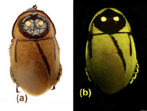 A close-up of the fantasy of self-glowing creatures images 9