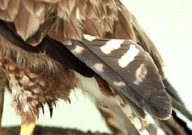 A close-up of the pair of bird feathers with glue images 4