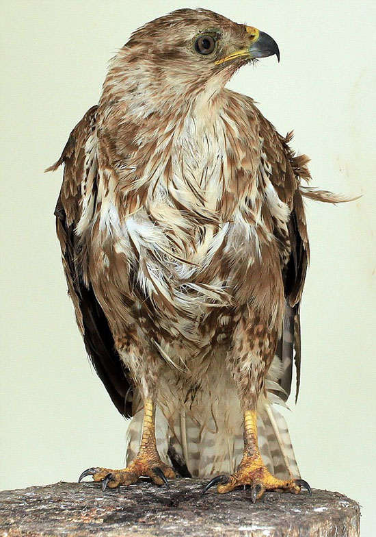 A close-up of the pair of bird feathers with glue images 5