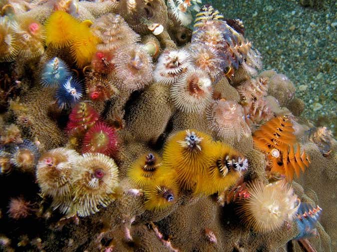 Picture 1 of A close-up of the unique species of sea worms