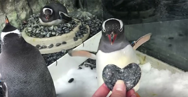 Picture 1 of A couple of gay male penguins are given an incubated egg