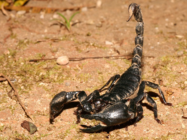 Picture 1 of A couple of interesting things about scorpions
