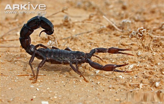 Picture 2 of A couple of interesting things about scorpions