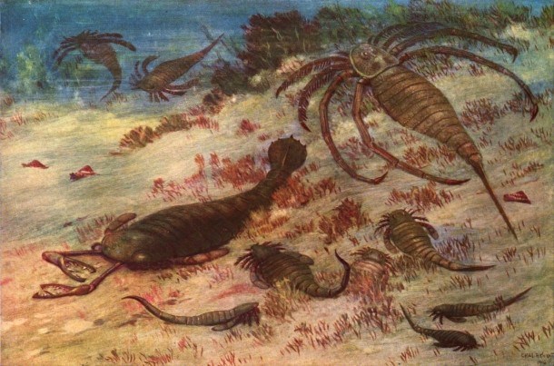 Picture 3 of A couple of interesting things about scorpions