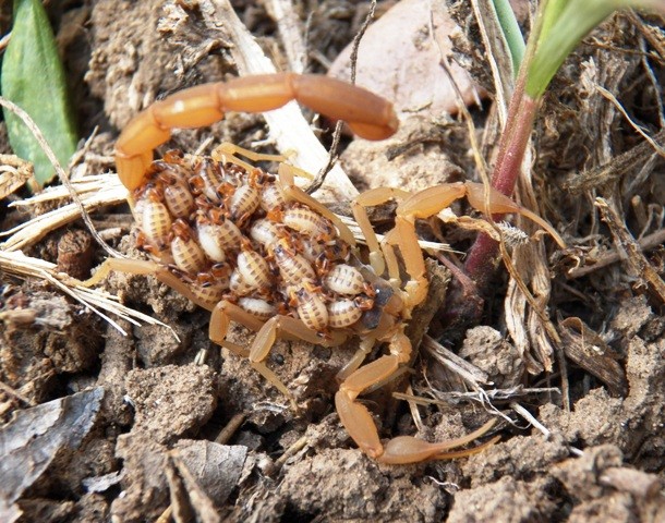 Picture 4 of A couple of interesting things about scorpions