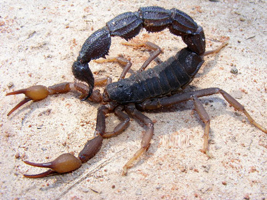 Picture 5 of A couple of interesting things about scorpions