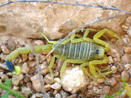 Picture 6 of A couple of interesting things about scorpions