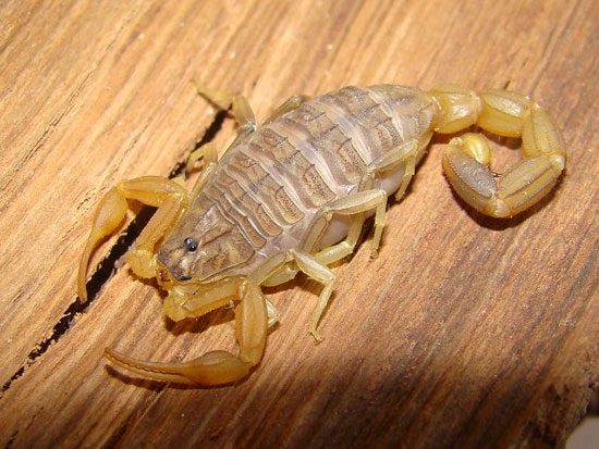 Picture 7 of A couple of interesting things about scorpions