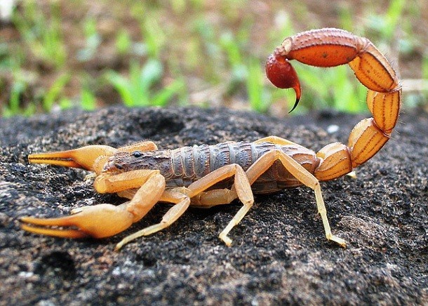 Picture 8 of A couple of interesting things about scorpions
