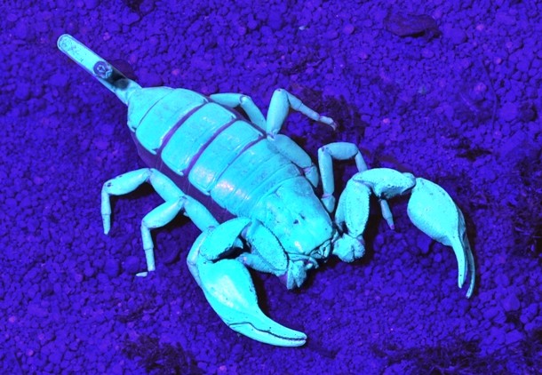 Picture 9 of A couple of interesting things about scorpions