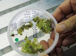 Picture 2 of A discovery can produce proteins to feed millions.