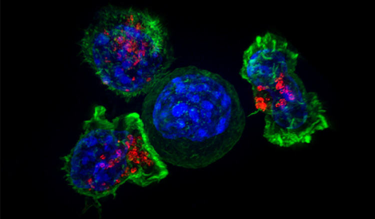 Picture 1 of A drug for children can help treat cancer effectively