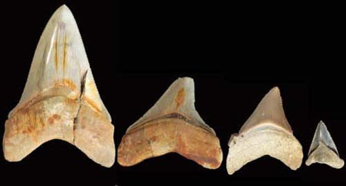 Picture 1 of A giant shark species was discovered