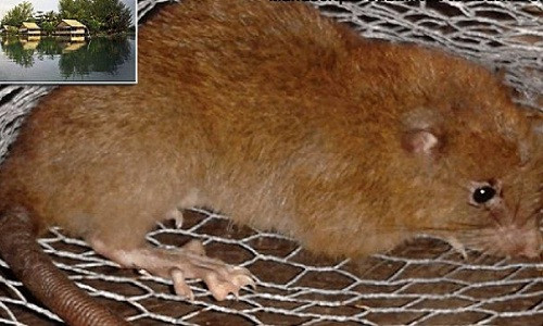 Picture 1 of A half-meter mouse may bite the coconut shell