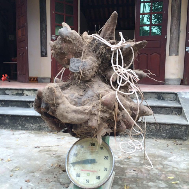 Picture 1 of A huge dragon ball of 73kg weighs 73kg in Nghe An