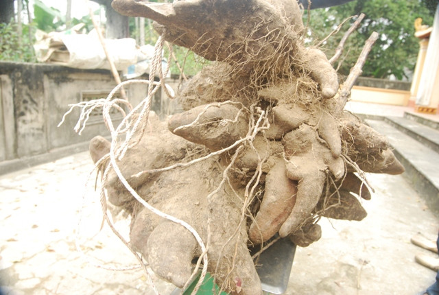 Picture 3 of A huge dragon ball of 73kg weighs 73kg in Nghe An