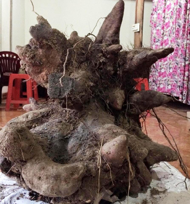 Picture 4 of A huge dragon ball of 73kg weighs 73kg in Nghe An