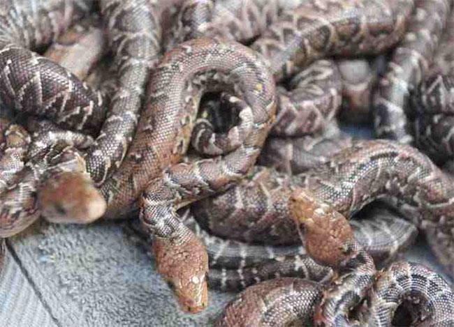 Picture 1 of A lot of fun about Cuban snakes hunting by herds