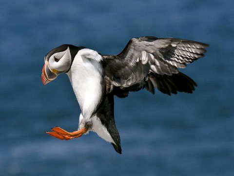 Picture 11 of A lot of waterbirds