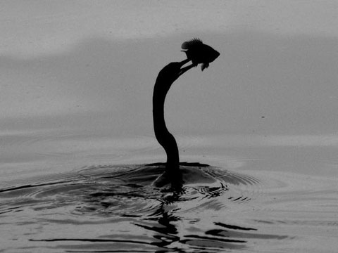 Picture 9 of A lot of waterbirds