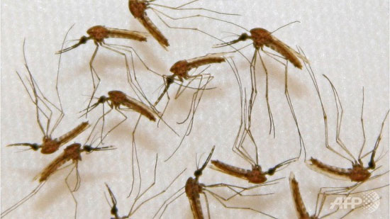 Picture 1 of A malaria vaccine has been developed