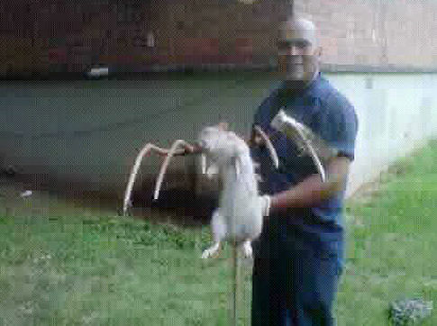 Picture 1 of A meter-long mouse in the US can threaten cats