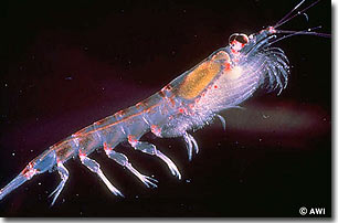 Picture 1 of A mollusk discovered in the Antarctic abyss