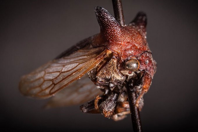 Picture 2 of A new insect named after the singer Lady Gaga