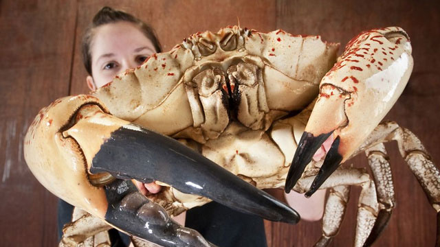 Picture 2 of A newly found giant crab