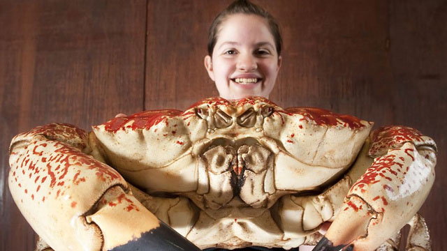 Picture 3 of A newly found giant crab